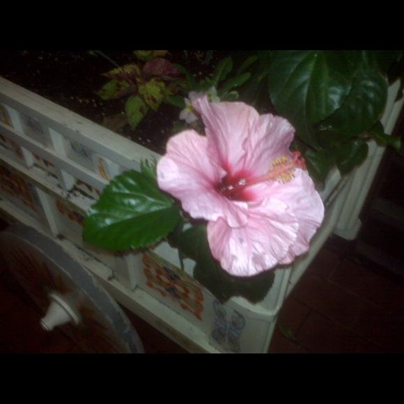 Meet your Posher, Victor - Picture 11 of 12